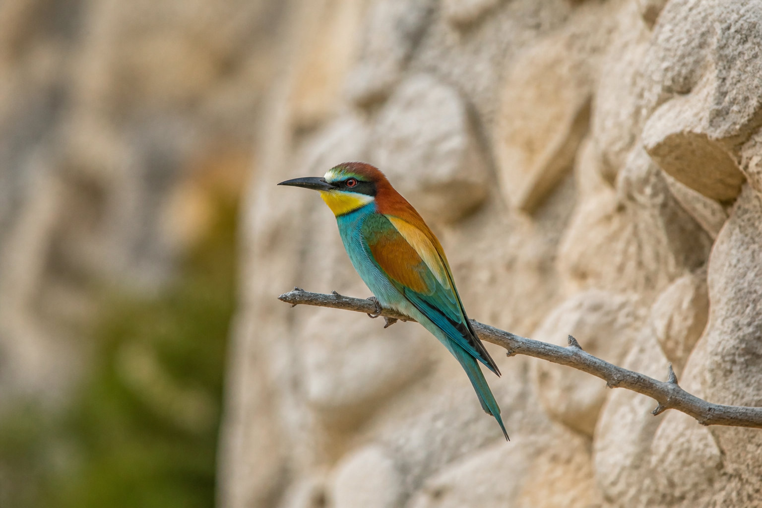Observer la biodiversité et les strates géologiques