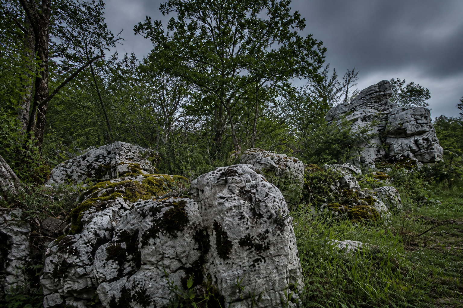 N° 03 - Exploration terrestre au cœur du bois de Païolive