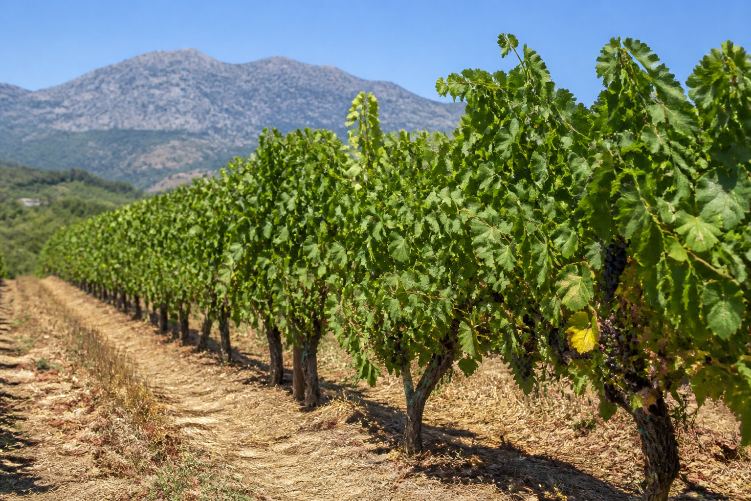 Découvrir les activités et les saveurs du Nebbio