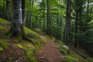 Cascade du Sapet : randonnée et fraîcheur dans le Diois