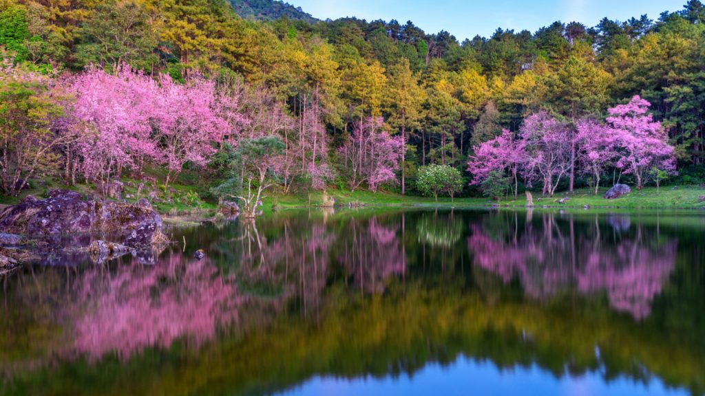 Printemps en grand : floraisons, ponts de mai et réveil de la nature...