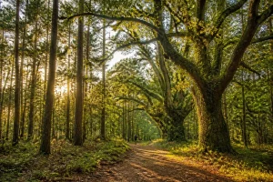 Forêt usagère La Teste : droits, écosystème et avenir