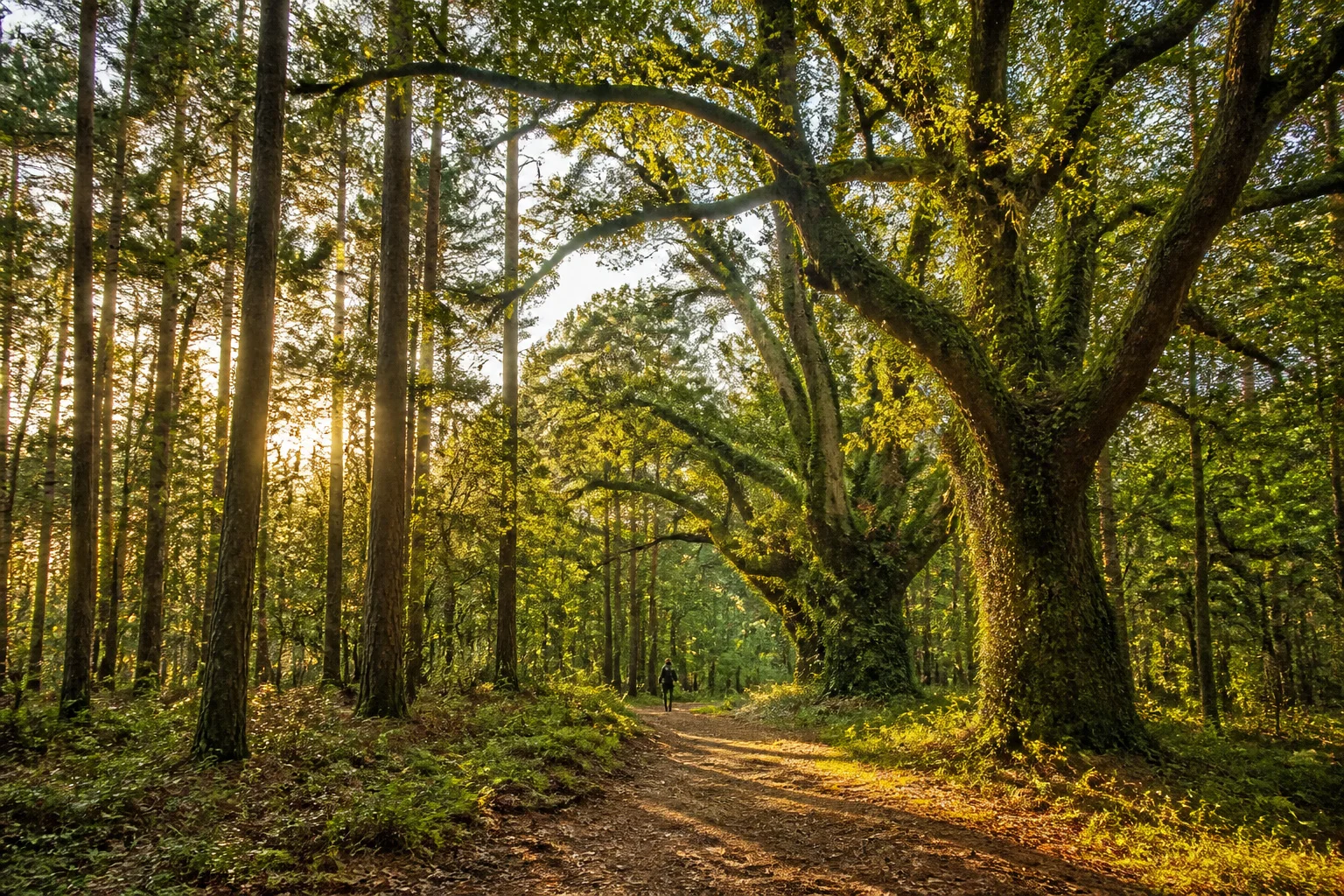 Foret usagere de la teste de buch au crepuscule