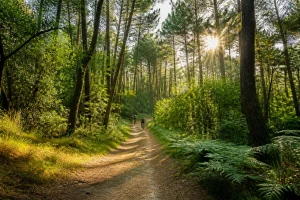 La forêt du Pignada : découvrez ce joyau d'Anglet