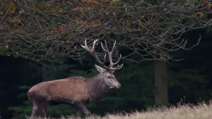 Écouter le brame du cerf : période, lieux et règles