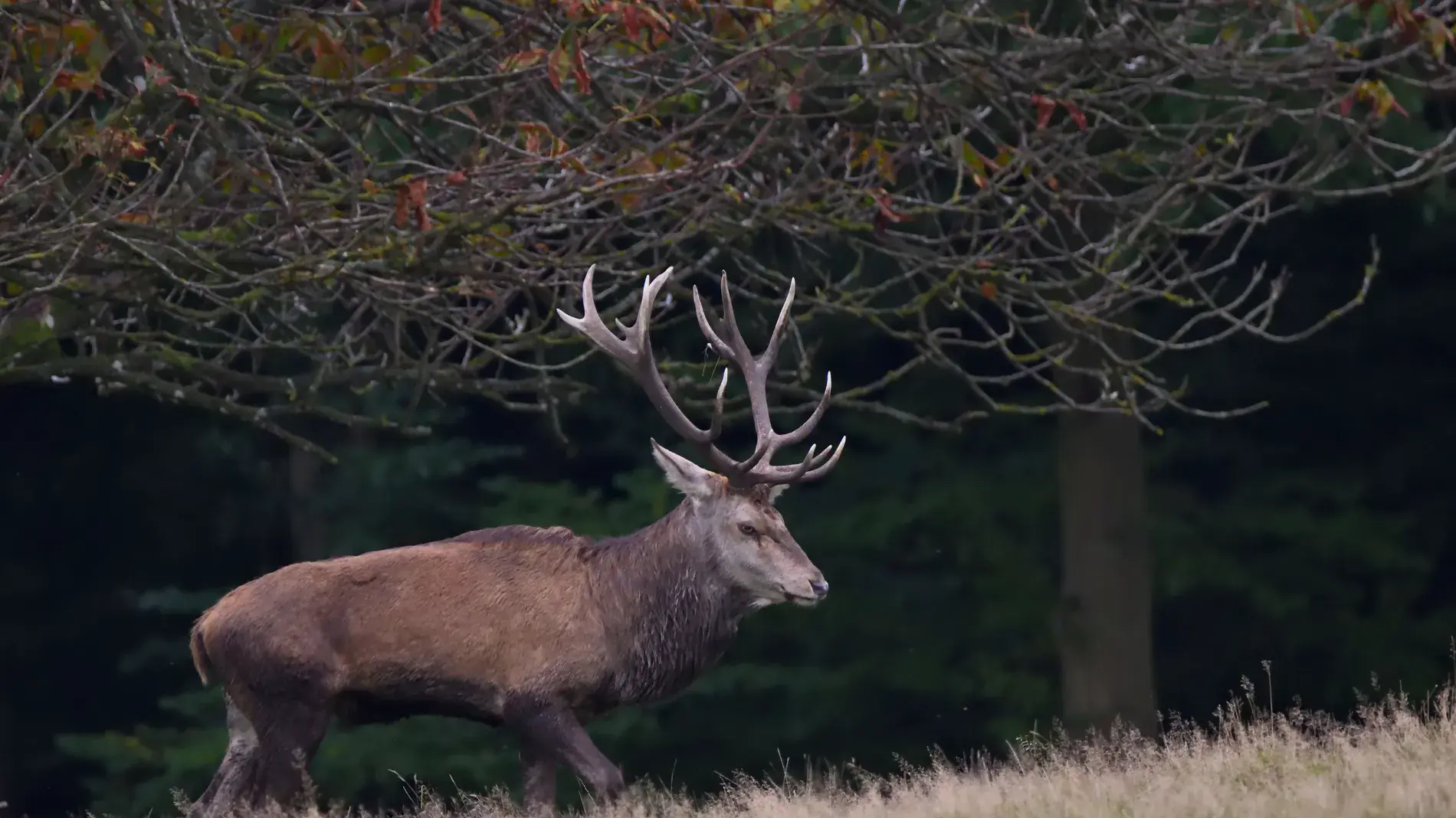 Écouter le brame du cerf : période, lieux et règles