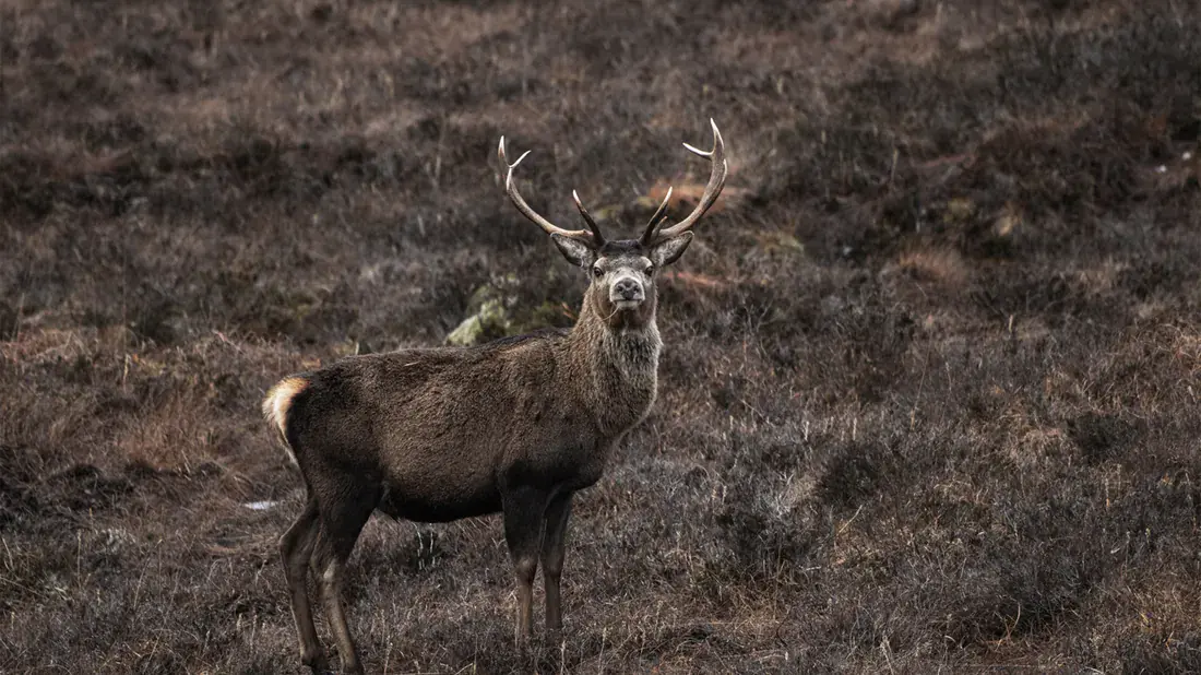 Cerf brâmant dans une clairière à l'aube