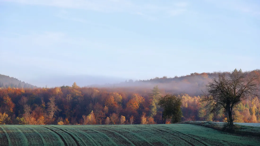 Forêt dans la brume à l'aube