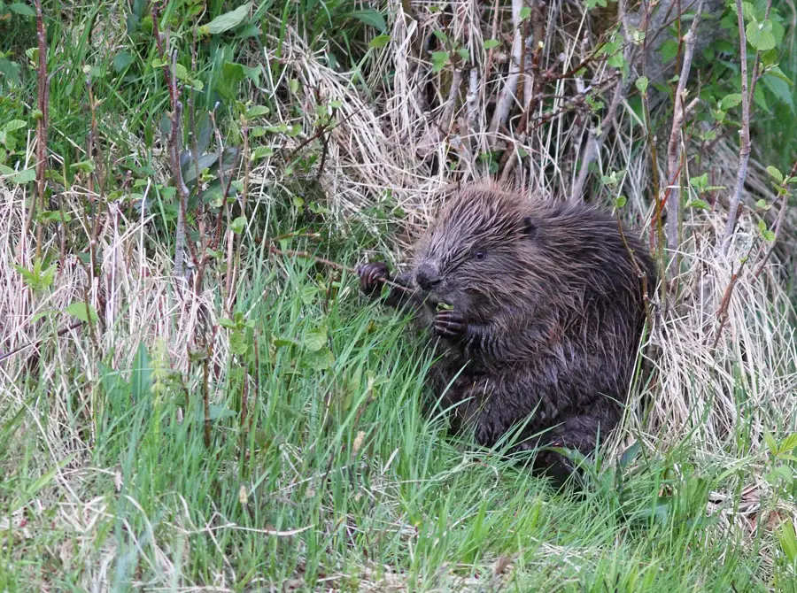 Castor d'Europe sur une berge végétalisée