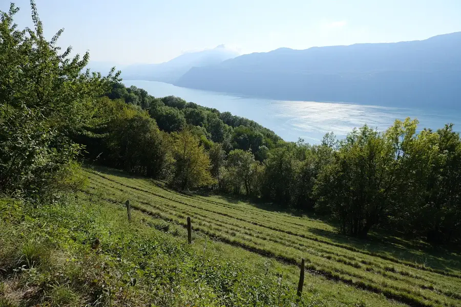 Rive est du lac du Bourget à Brison-Saint-Innocent, prairie en pente, bois et montagne du Chat en arrière-plan