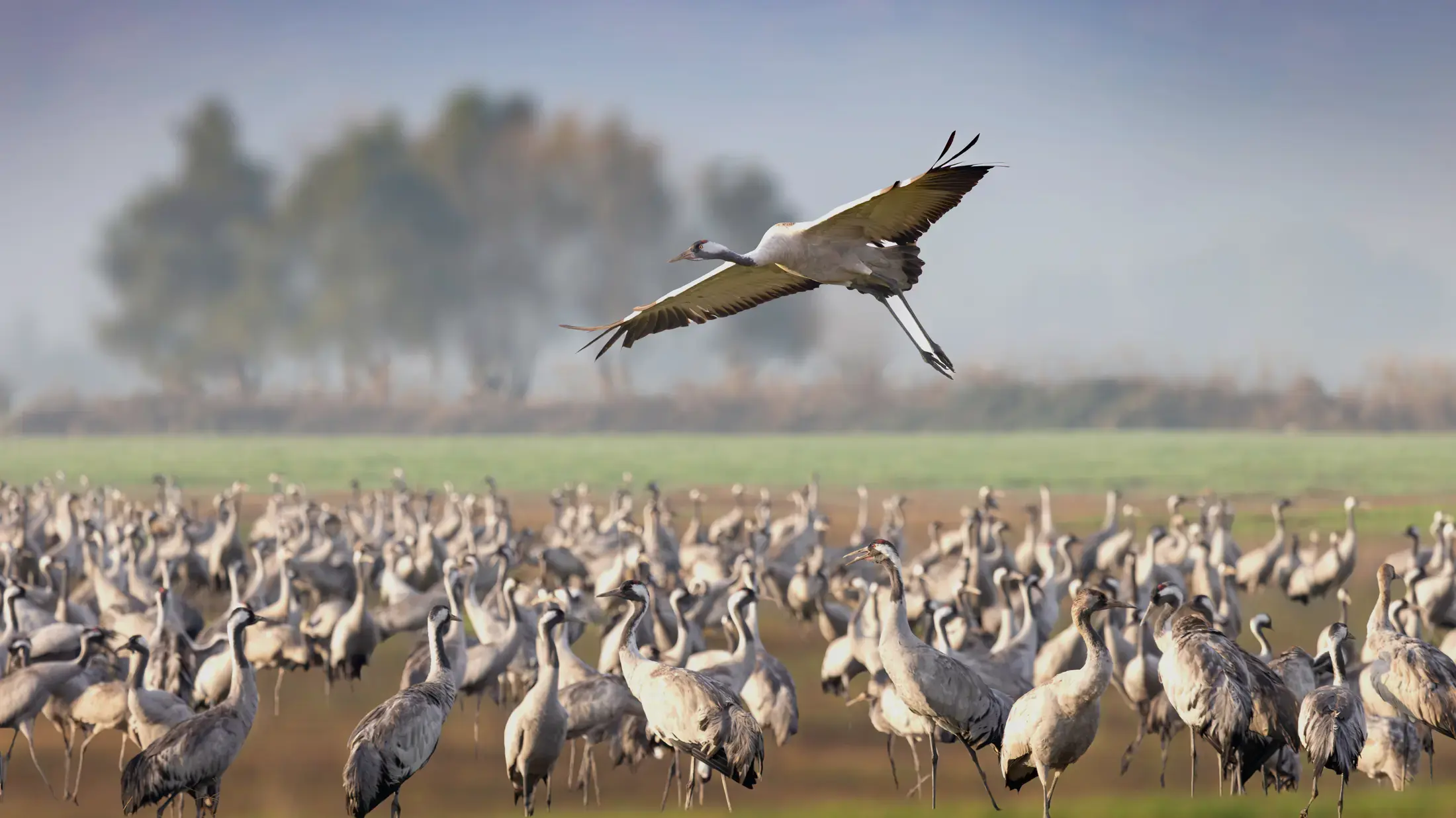 Grues cendrées au lac du Der : quand et où les observer
