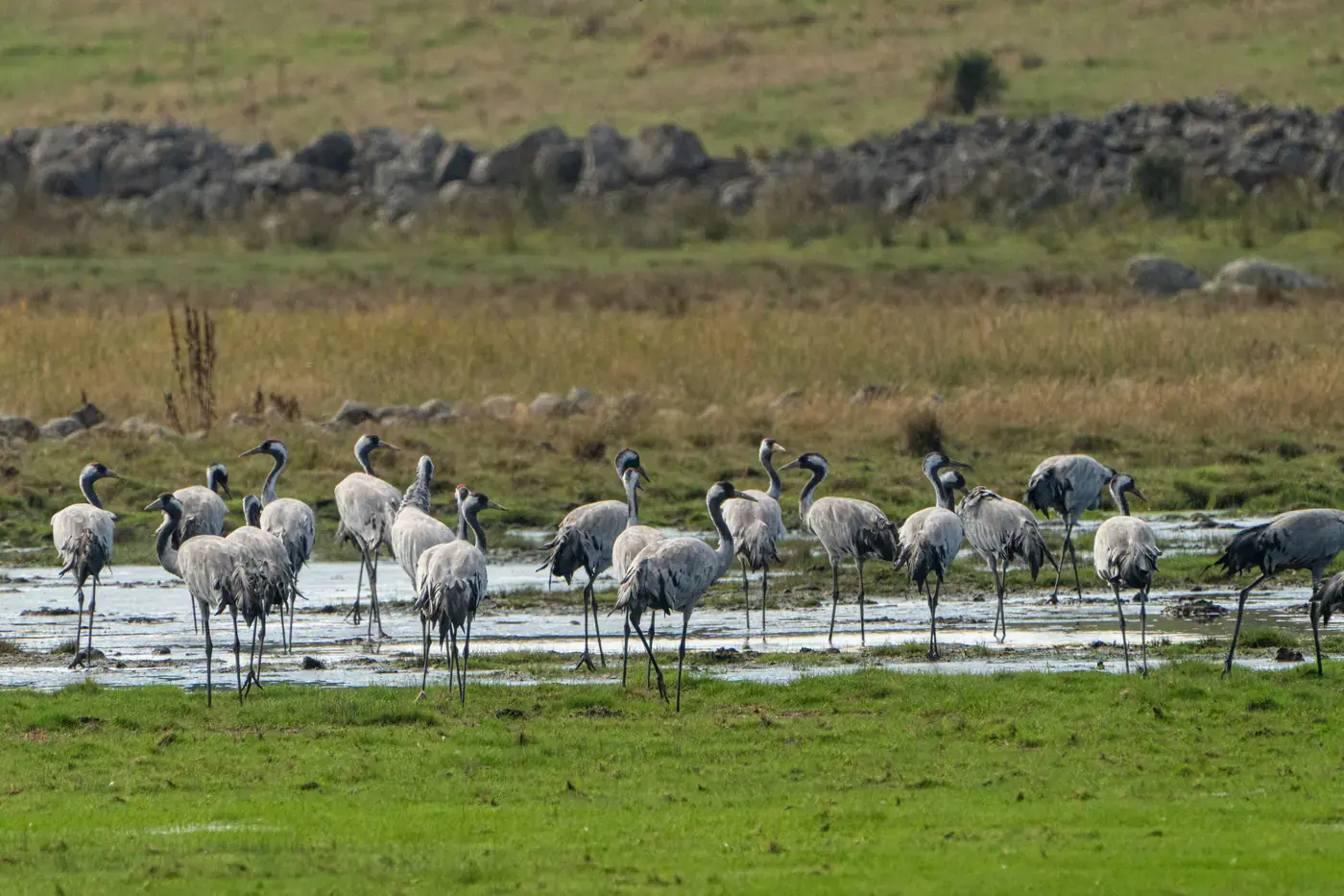 Groupe de grues cendrées posées dans une prairie inondée peu profonde
