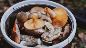 Cueillette des champignons : droit, saison et panier