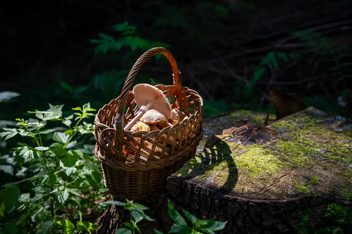 Panier de champignons en forêt