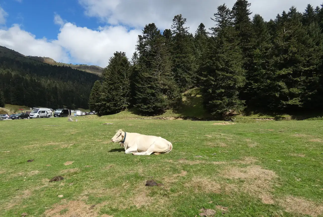 Vache couchée sur la pelouse d’estive près du parking du lac de Payolle, sapins en arrière-plan